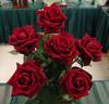 Camp David rose photo