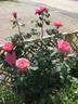 Colchester Beauty rose photo