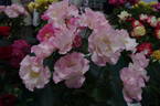 Lady of the Dawn rose photo