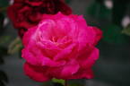 Aquarius rose photo