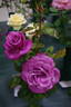 Shocking Blue ® rose photo