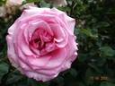 Sweet Parole rose photo