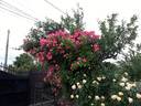 Bukavu rose photo