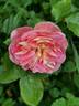 Roseneck rose photo
