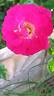 Moraya Rouge® rose photo