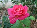 Contrast rose photo