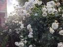 Clarence House rose photo