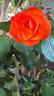 Good Morning ! ® rose photo