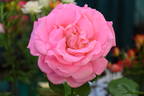Falling in Love ™ rose photo