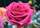 Bugatti rose photo