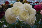 Fabulous! ™ rose photo
