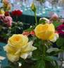 Glorious rose photo