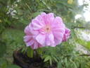 Swamp Rose rose photo