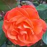 Good Morning ! ® rose photo