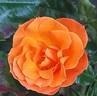 Good Morning ! ® rose photo