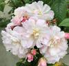 Sweet Siluetta rose photo