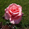 Piroschka ® rose photo