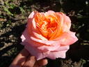 René Goscinny ® rose photo