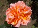 René Goscinny ® rose photo