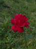 Miss C.E. van Rossem rose photo