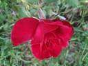 Miss C.E. van Rossem rose photo
