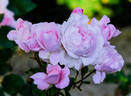First Crush™ rose photo