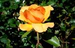 Simply the Best rose photo