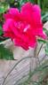 Moraya Rouge® rose photo