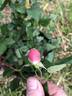 Rosebud ® rose photo