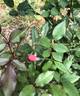 Rosebud ® rose photo