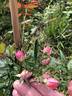 Rosebud ® rose photo