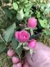 Rosebud ® rose photo