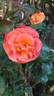 Good Morning ! ® rose photo