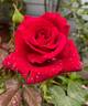 Royal William rose photo