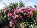 Bukavu rose photo