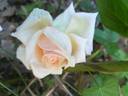 La Favorite rose photo