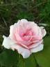 Madame Edmond Rostand rose photo