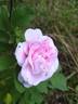 Martin Frobisher rose photo