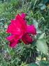 Miss C.E. van Rossem rose photo