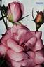 Prélude rose photo