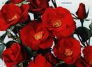 Cocorico rose photo