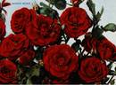 Moulin Rouge ® rose photo