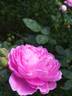 Ernst G. Dörell rose photo
