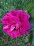 François Arago rose photo