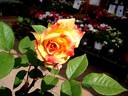 Aquarell rose photo