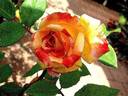 Aquarell rose photo