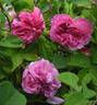 Duc de Cambridge rose photo