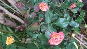 Good Morning ! ® rose photo