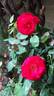 Holiday Island Dominica ® rose photo