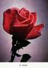 Dr. Debat rose photo